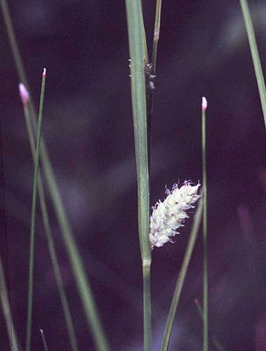 Carex pellita